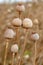 Detail of tree poppyheads on the field