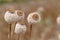 Detail of tree poppyheads on the field