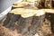 Detail of tree stump from recently cut tree.