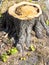 Detail of tree stump from recently cut tree.