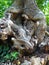 detail of a tree trunk with huge intertwined bark