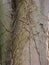 Detail of tree veins