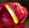 Detail on a tropical blooming Anthurium plant in spring in a tropical glasshouse