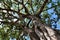 Detail of tropical tree towards sky, SrÃ­ Lanka