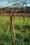 Detail of trunk and branches of leafless grapevine