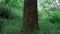 Detail of the trunk of a tree with vines among the forest vegetation