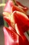 Detail of tulip flowerheads