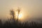 detail of Tuscan landscape with orange fog at dawn