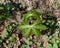 Detail of the twin leaves and flower bud of a mayapple plant emerging in a spring forest.