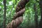 Detail of a twisted liana plant in the jungle of Tikal, Peten, Guatemala