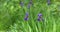 Detail of two flowers of Siberian iris, Iris sibirica, swing in wind. Two beautiful violet blue blossoms on green meadow.