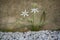 detail of two small white flowers