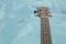 Detail of ukulele\'s neck, tuners and head with swimming pool at