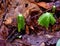 Detail of umbrella shaped mayapple plants emerging in a spring forest.