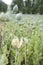 Detail of unripe Poppy-heads