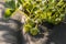 Detail on a Unripe Strawberries planted in Black Landscape Fabric