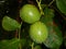 Detail of unripe wallnut on a tree