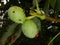 Detail of unripe wallnut on a tree