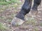Detail of unshod horse hoof. Horse hoof without horseshoe