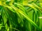 Detail of a Vallisneria gigantea freshwater aquatic plant in a fish tank