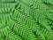 Detail van tropische varens; Detail from tropical ferns (Colombia)