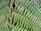 Detail van tropische varens; Detail from tropical ferns (Colombia)