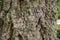 Detail of various lichen species growing on bark of Douglas Fir tree