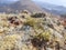 Detail of vegetation in the cone of a volcano in the ascent to the volcano MontaÃ±a Blanca on the island of Lanzarote, Canary