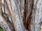 Detail of Very Old Paper Bark Eucalyptus Tree, Australia