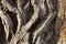 Detail of very old poplar tree bark
