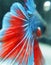 The detail view of Betta fish\'s head