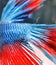 The detail view of Betta fish\'s head