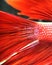 The detail view of Betta fish\'s head