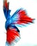 The detail view of Betta fish\'s tail