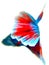 The detail view of Betta fish\'s tail
