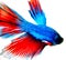 The detail view of Betta fish\'s tail