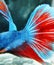 The detail view of Betta fish\'s tail