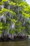 Detail view of cypress tree