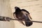 Detail and view of gray street pigeon on roof, close up. Bird dove stands on steel pipe and platform structure, resting and posing