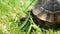 Detail view of old turtle on green grass. Tortoise exploring nature environment. Wild animal in it habitat. Slow motion