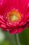 Detail view of a pink gerbera Blossom