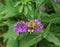 The detail view of the purple blooming Milkweeds blossoms with hummingbird clearwing moth