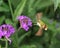 The detail view of the purple blooming Milkweeds blossoms with hummingbird clearwing moth