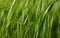 Detail view slow motion young wheat plants, Close view grain green healthy wheat trunks, Bio agriculture farming wheat
