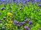 Detail view to blue Purple Tansy field in countryside in hot summer day. Green blue purple flowers in blossom