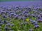 Detail view to blue Purple Tansy field in countryside in hot summer day. Green blue purple flowers in blossom