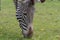 A detail view of the underside of a Zebra`s head and snout whilst it is grazing