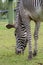 A detail view of the underside of a Zebra`s head and snout whilst it is grazing