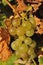 Detail view of wine grape