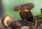 Detail view of a young brown edible mushroom sooty milkcap in the moss